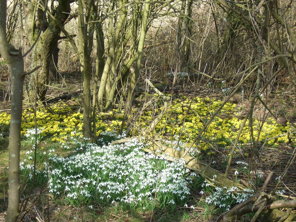 Frühling